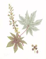 Ricinus communis 